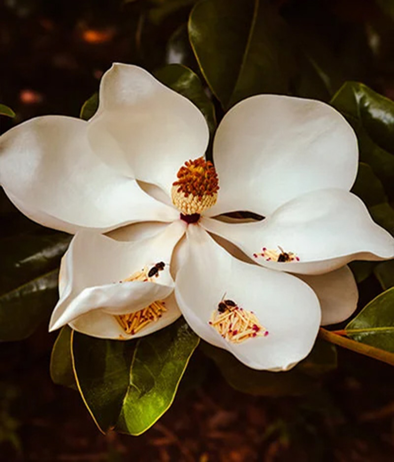 find_Madeira_flores-palheiro1